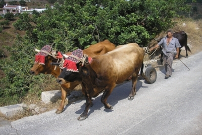 Two huge beasts of burden walk past the villa with their owner